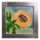 Cuadro Artesanal de Fruta Papaya - Envío Gratuito